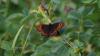 Erebia euryale